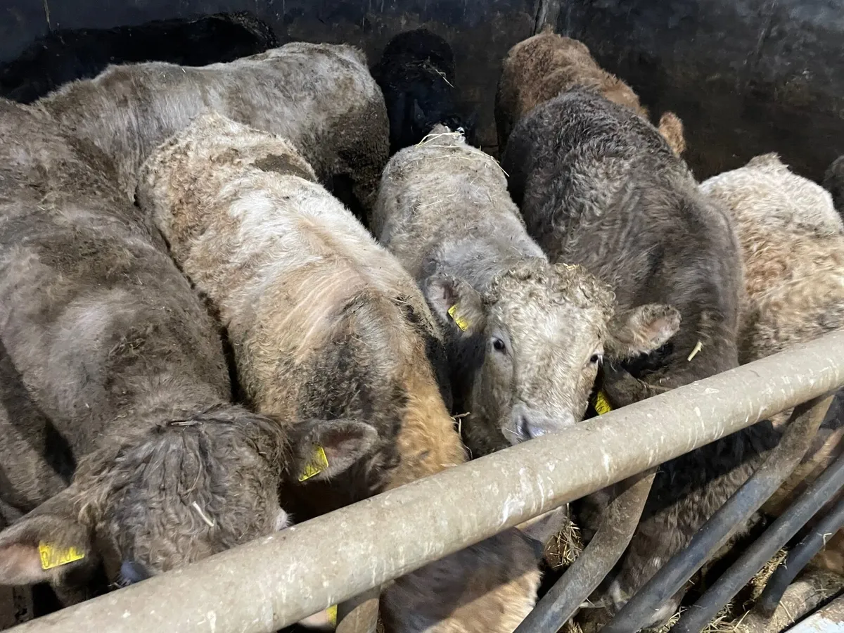 8 Charolais-2 Limousin Bull Beef - Image 2