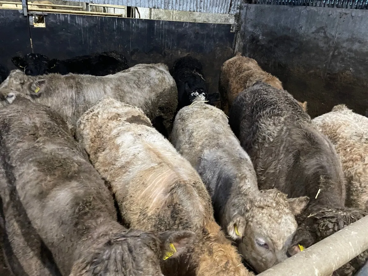 8 Charolais-2 Limousin Bull Beef - Image 3