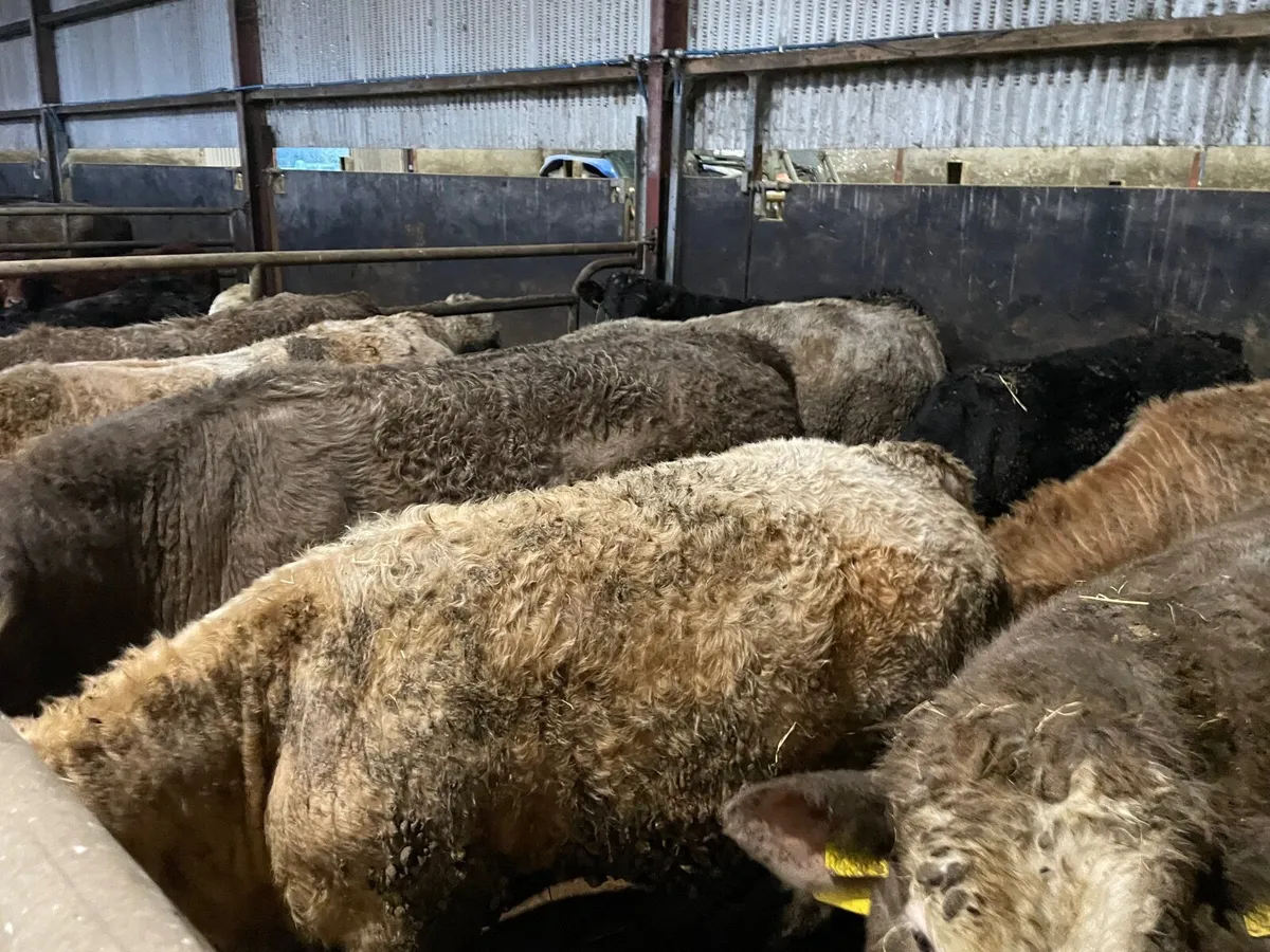 8 Charolais-2 Limousin Bull Beef - Image 4