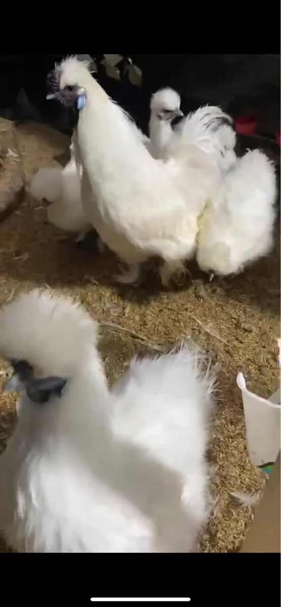 Top quality poultry 🐔 - Image 2