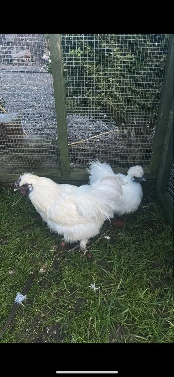 Top quality poultry 🐔 - Image 4