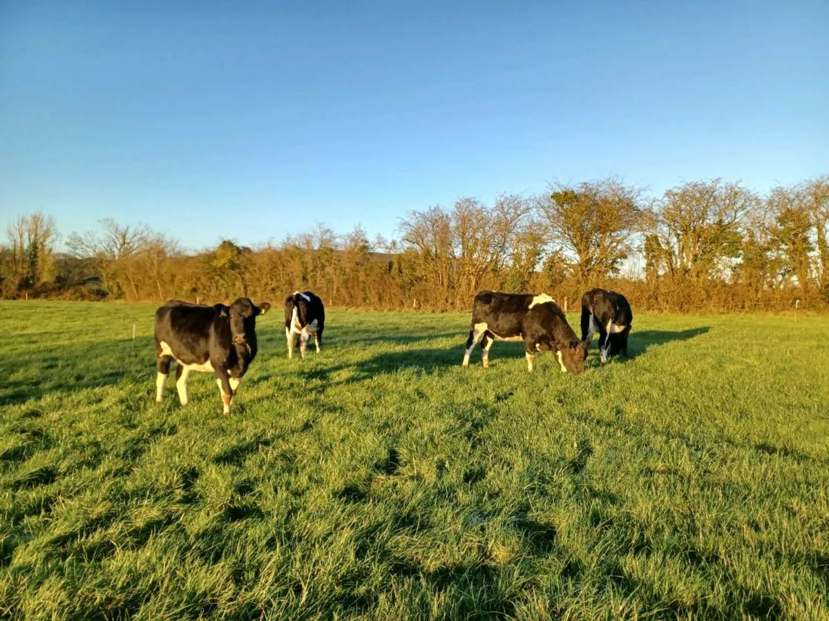 Maiden Heifers - Image 1