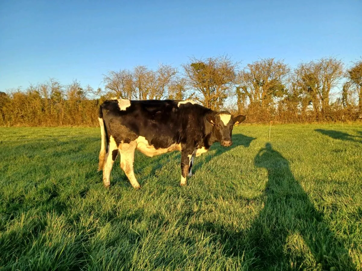 Maiden Heifers - Image 2