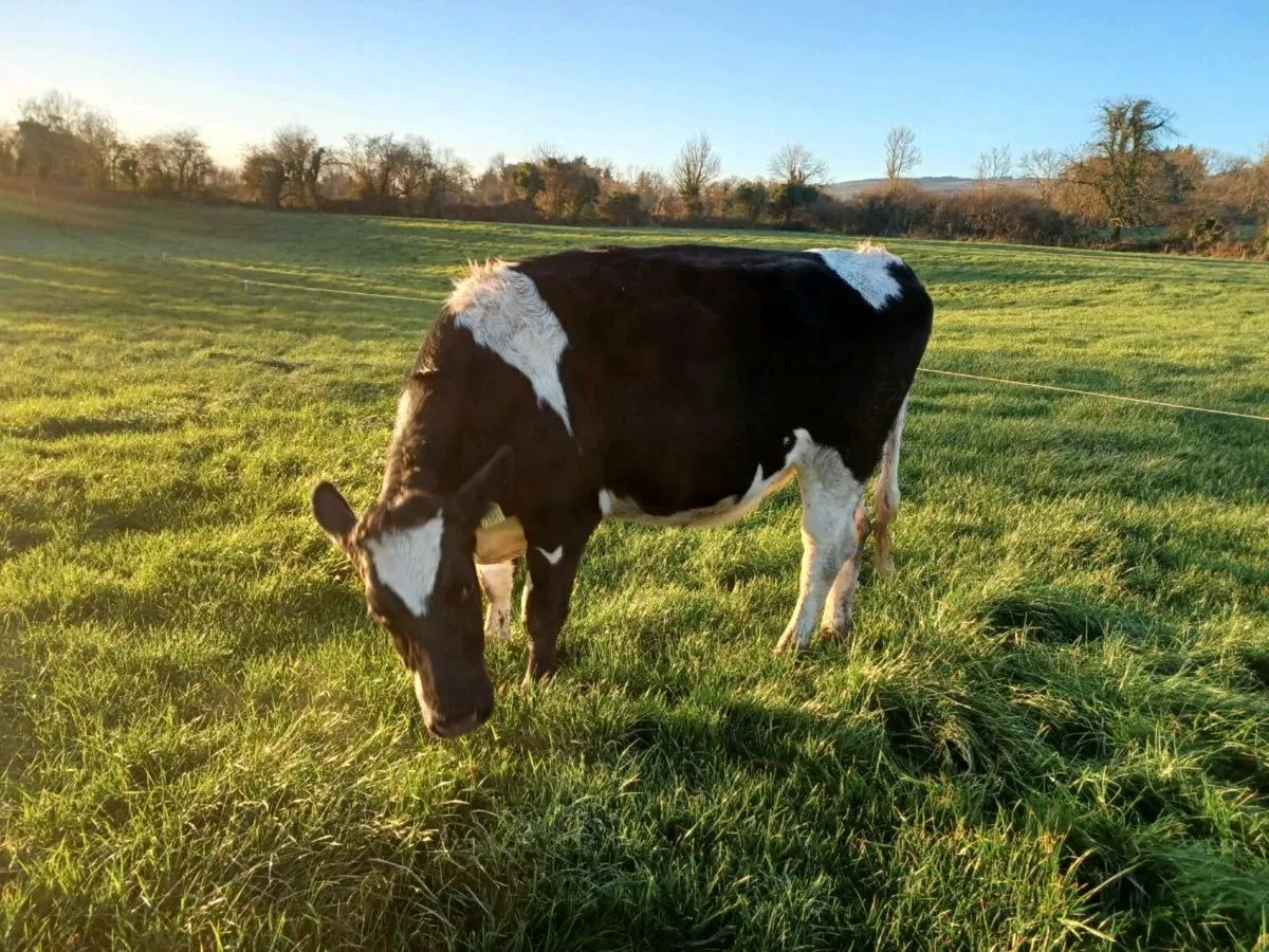 Maiden Heifers - Image 3