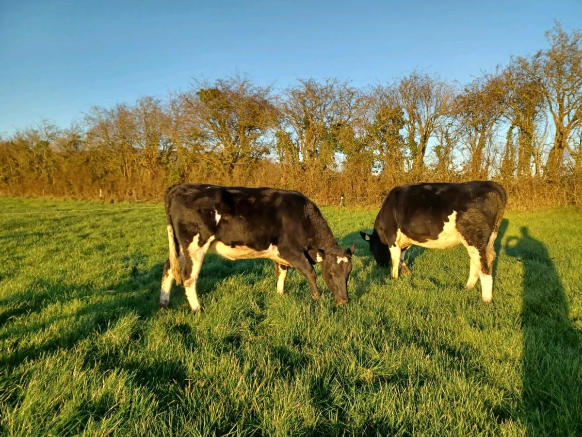 Maiden Heifers - Image 4