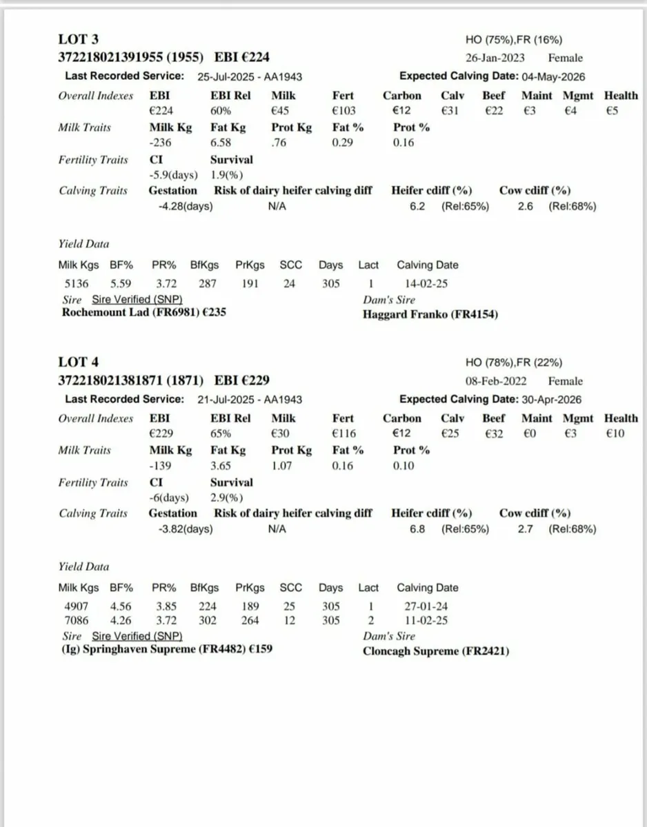 High EBI in-calf Heifers & Cows - Image 2