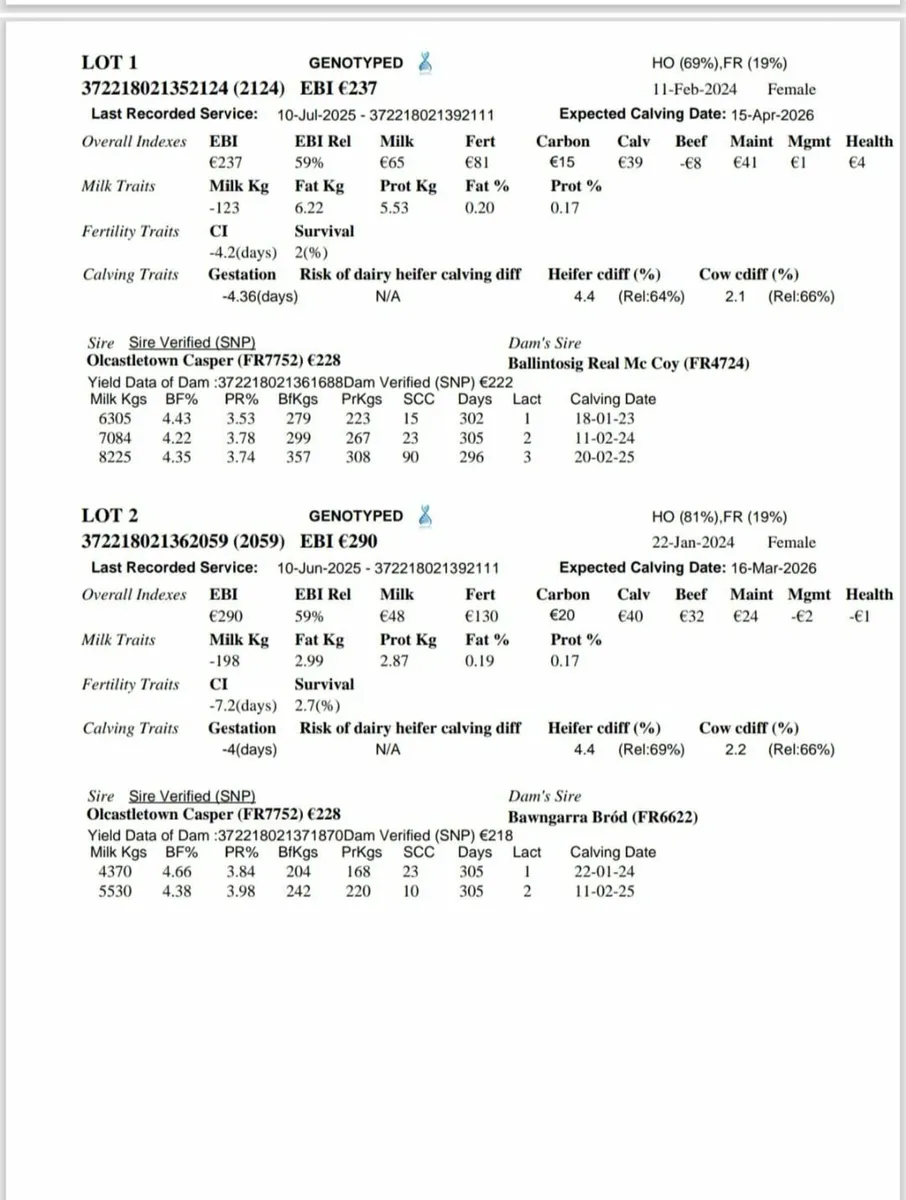 High EBI in-calf Heifers & Cows - Image 1