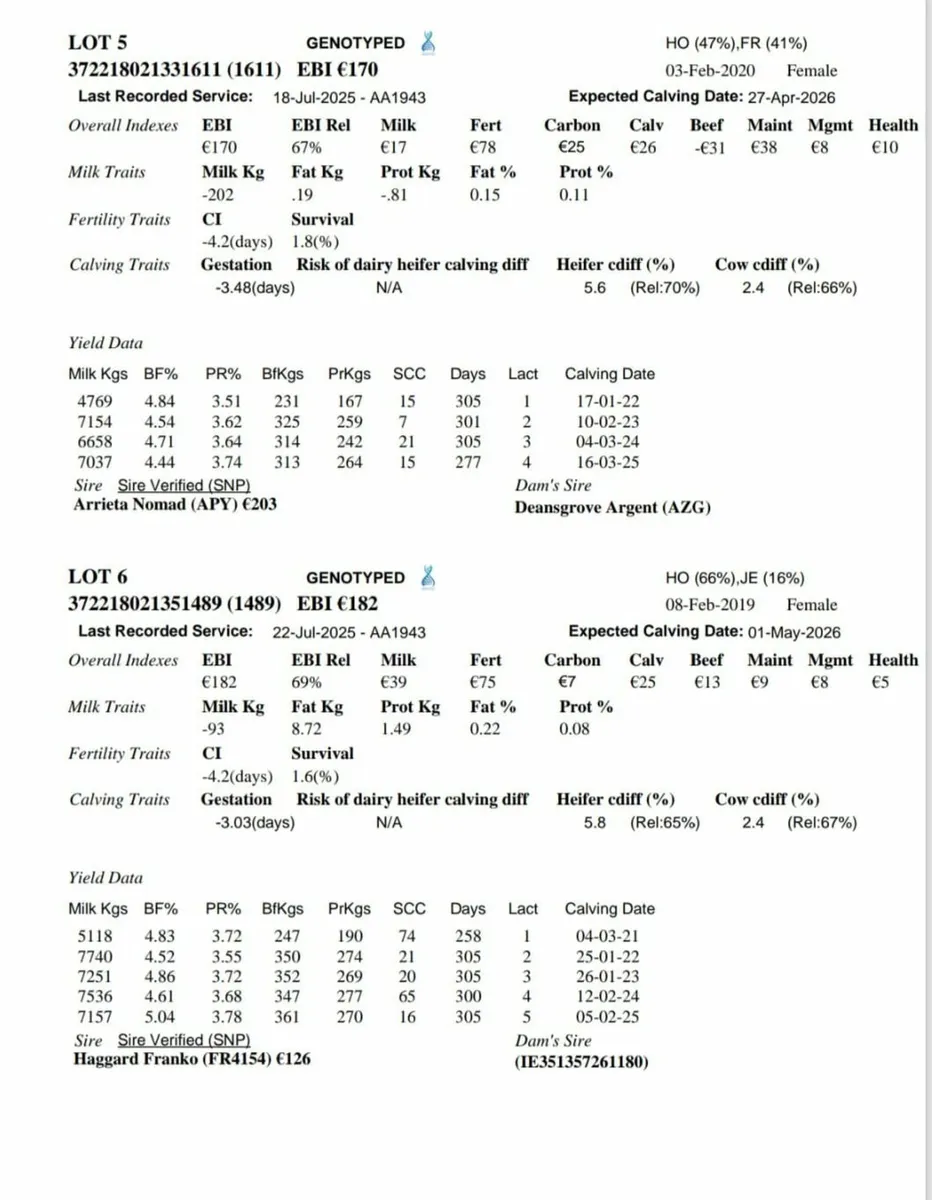 High EBI in-calf Heifers & Cows - Image 3