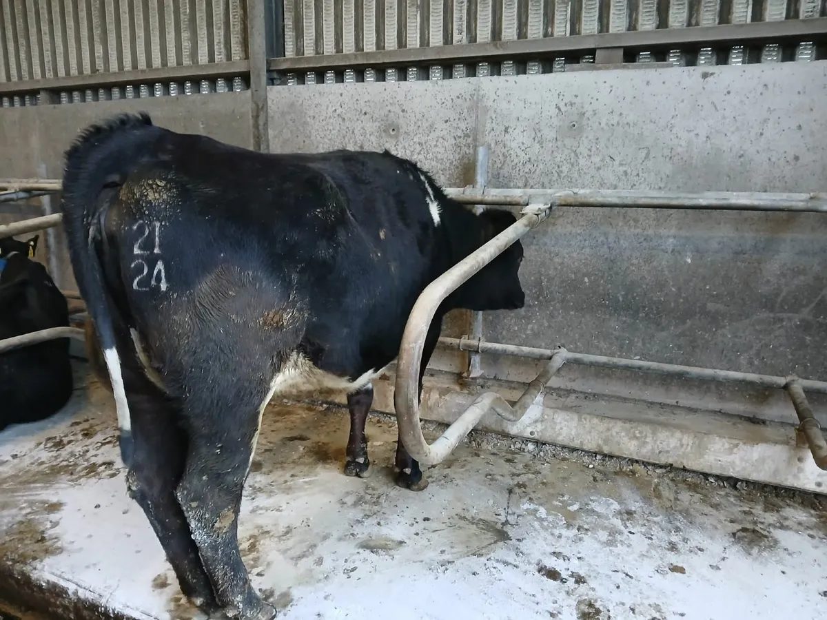 High EBI in-calf Heifers & Cows - Image 4