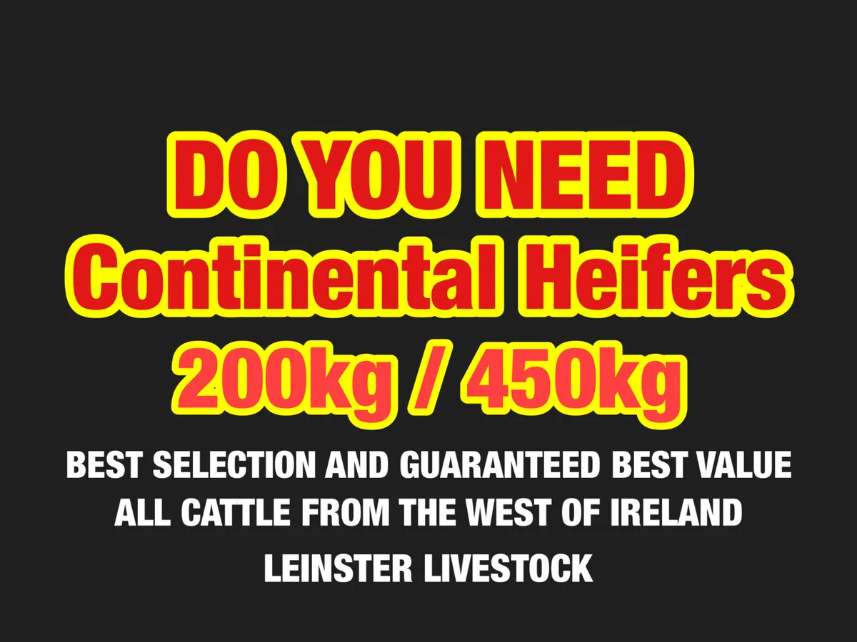 Do U Need Powerful Charolais Heifers - Image 1