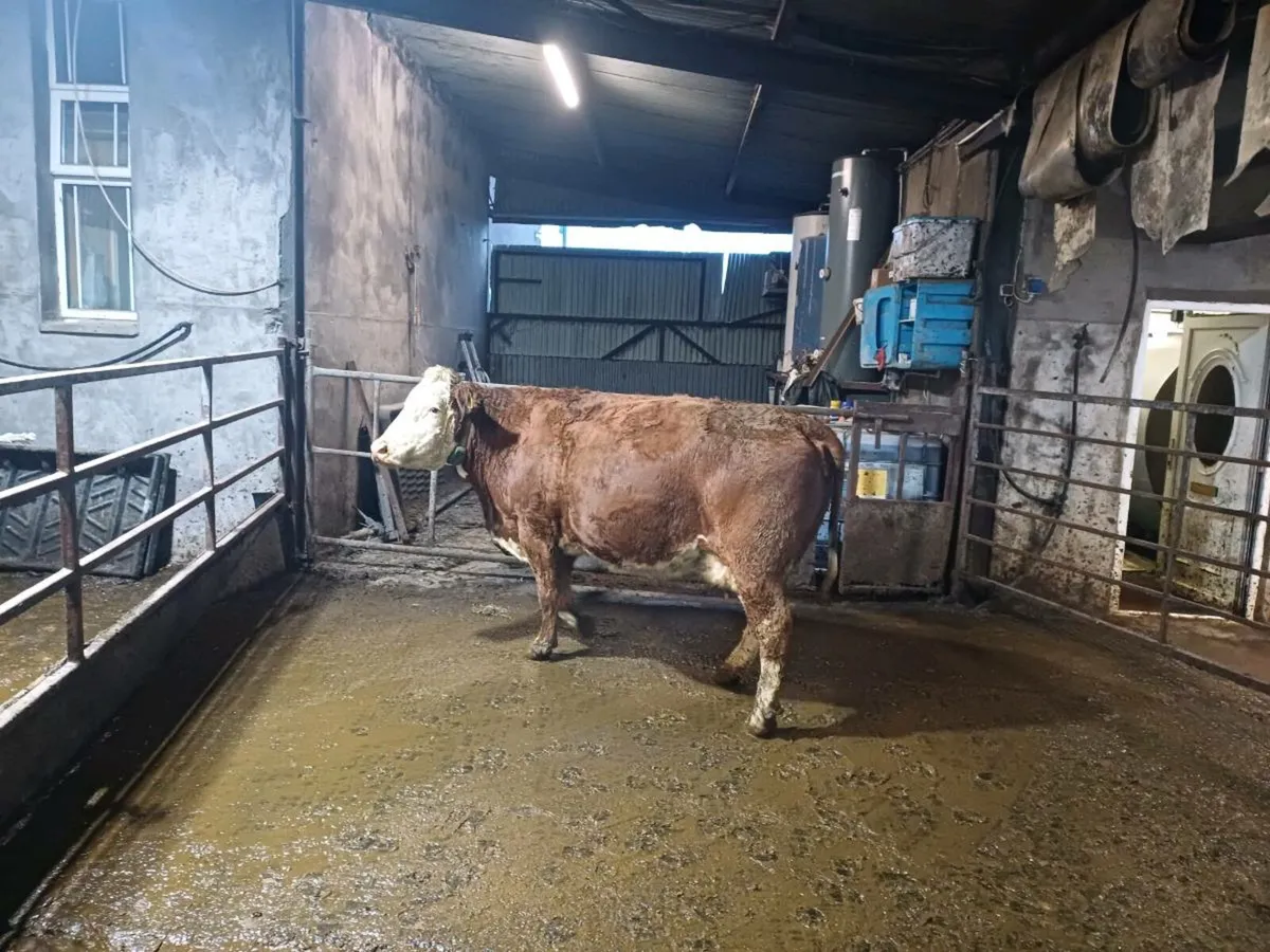 Fleckvieh cows and heifer - Image 1
