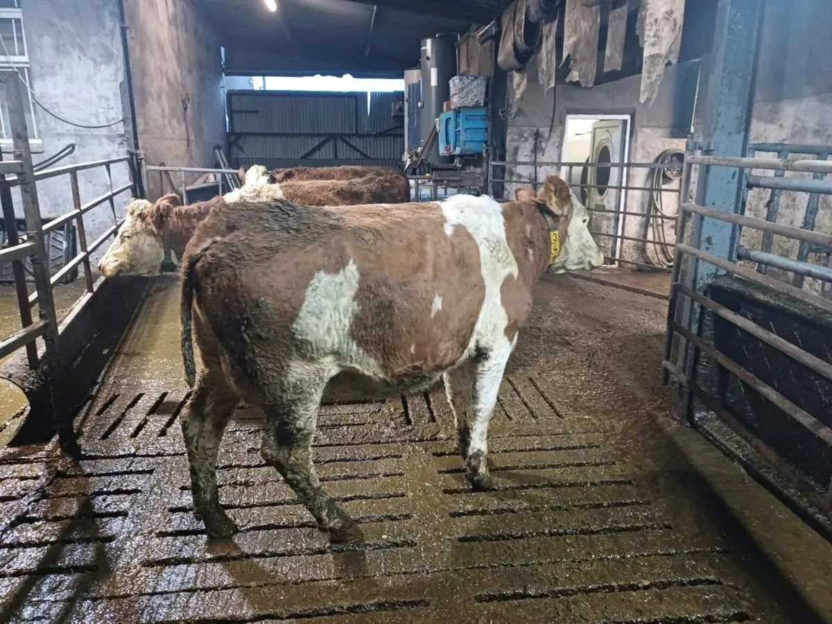 Fleckvieh cows and heifer - Image 2