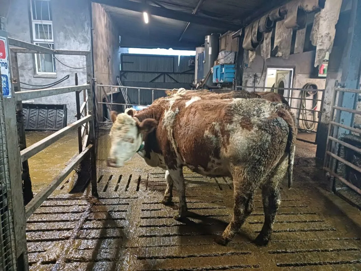 Fleckvieh cows and heifer - Image 3