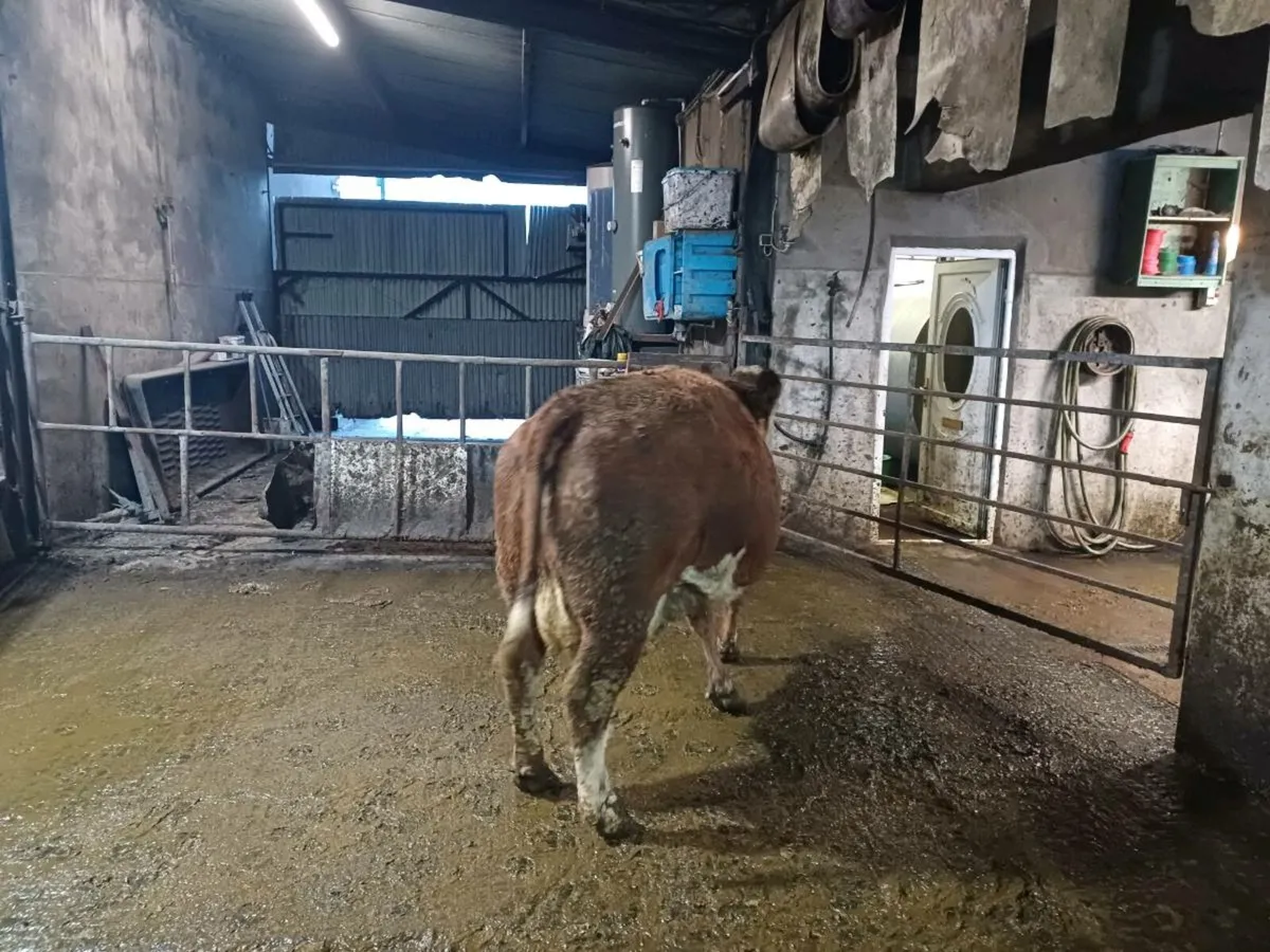 Fleckvieh cows and heifer - Image 4