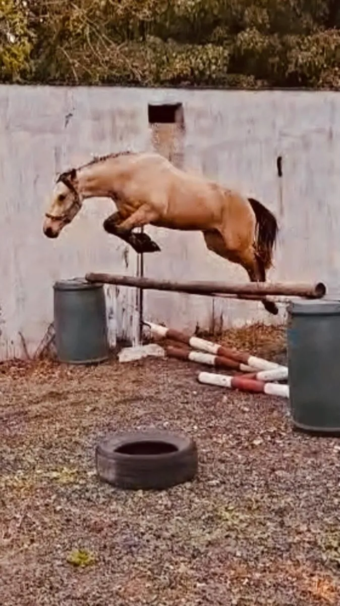 Top 14’2 Jumping  pony Prospect - Image 1