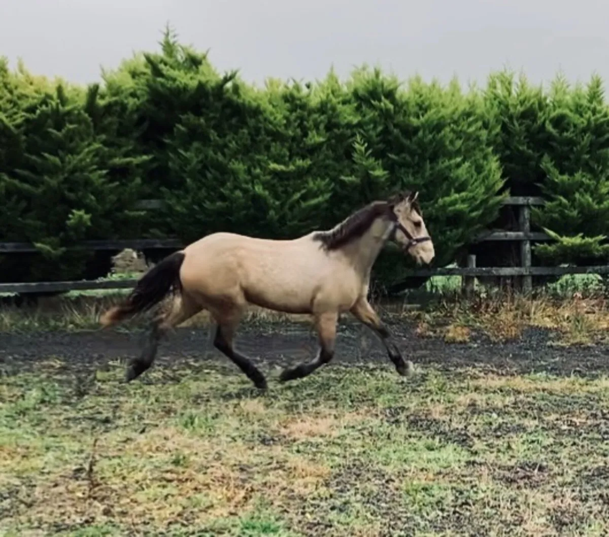 Top 14’2 Jumping  pony Prospect - Image 3