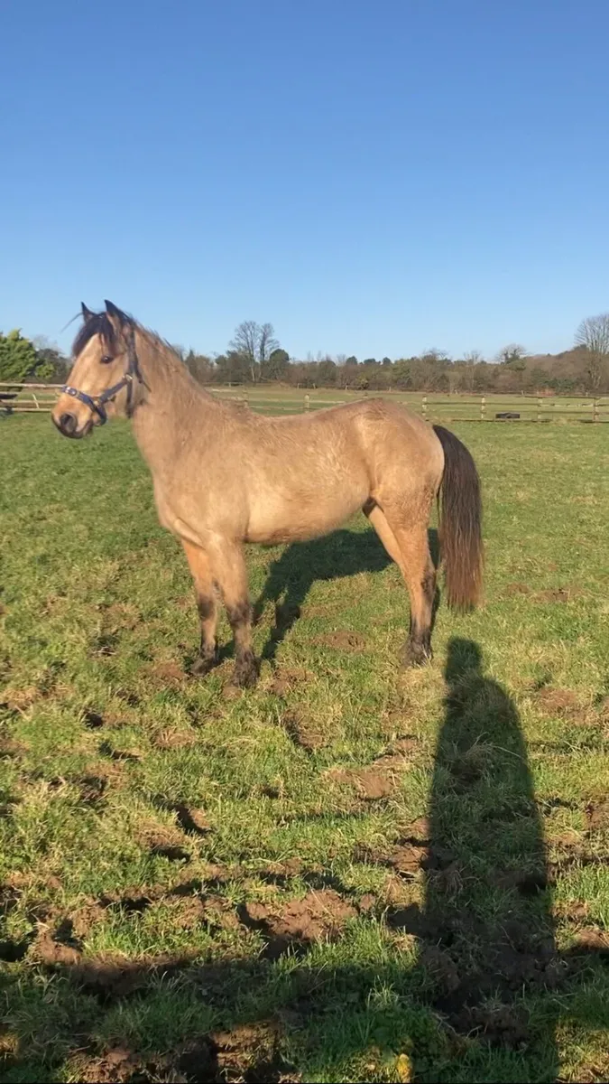 Top 14’2 Jumping  pony Prospect - Image 4