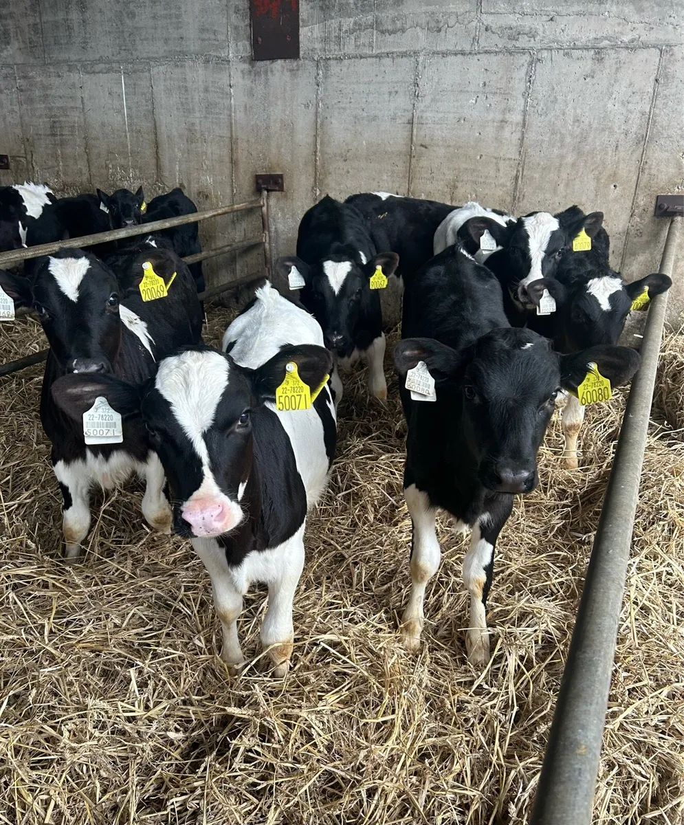 Friesian heifers - Image 1