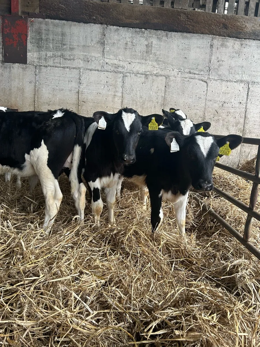 Friesian heifers - Image 2