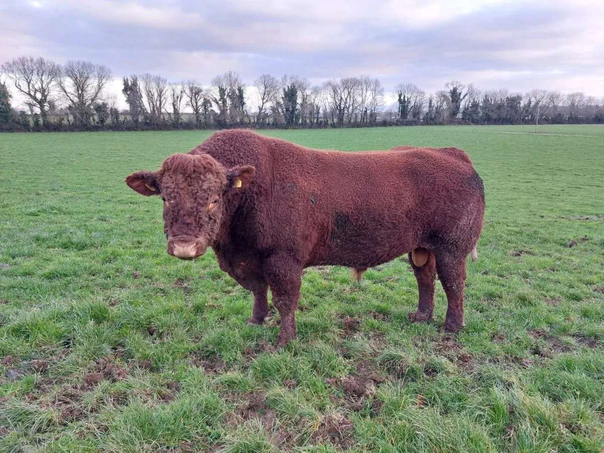 Saler Bull - Image 3