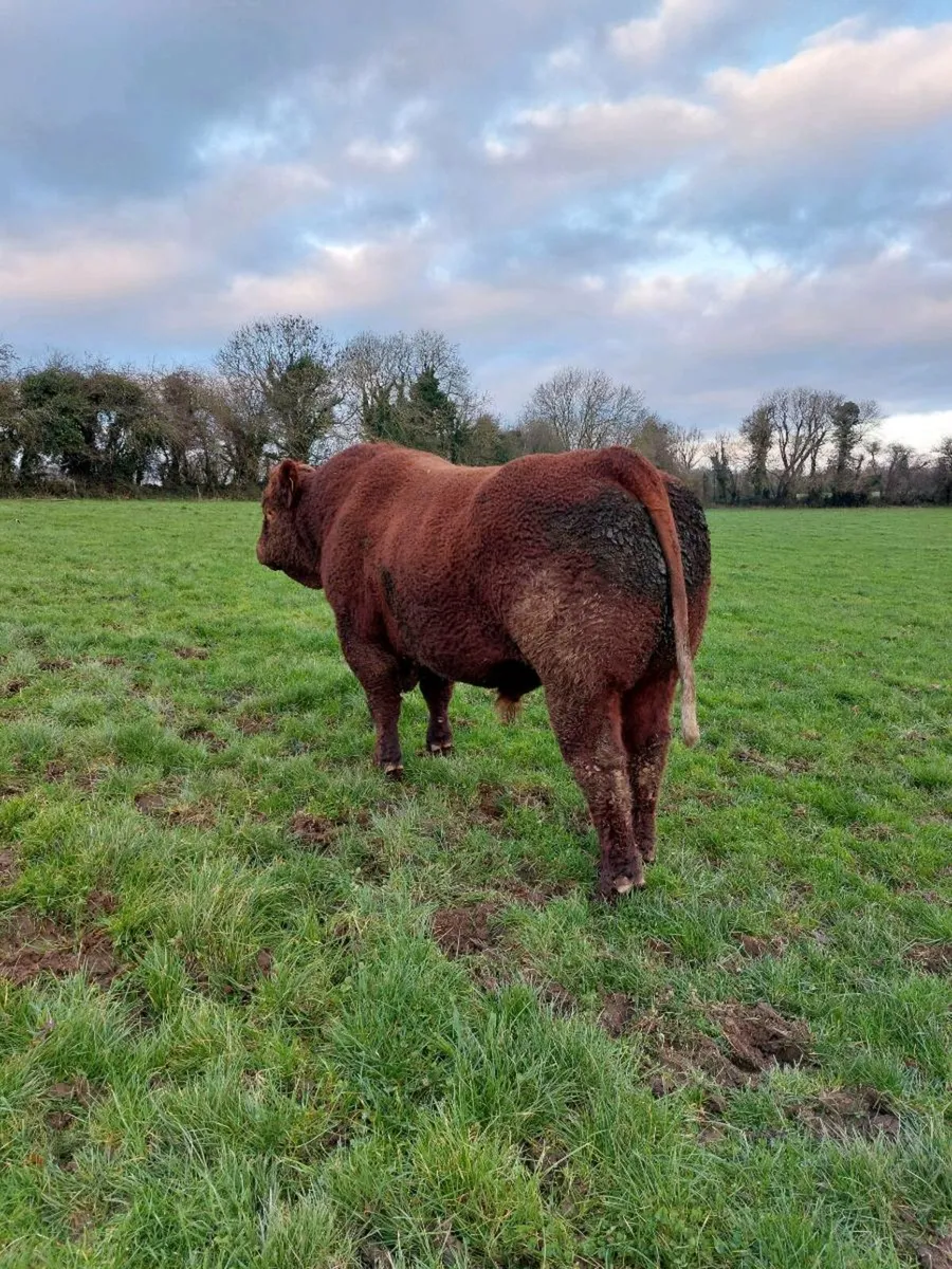 Saler Bull - Image 4