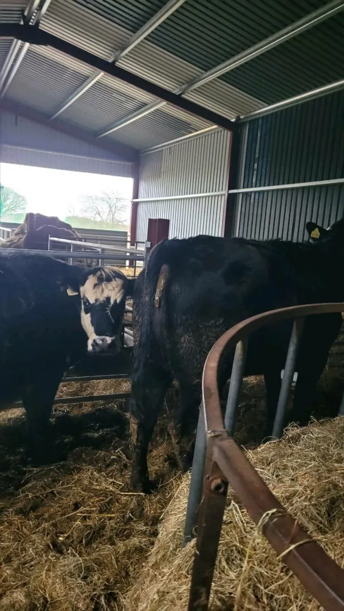 Lim heifer and calf - Image 2