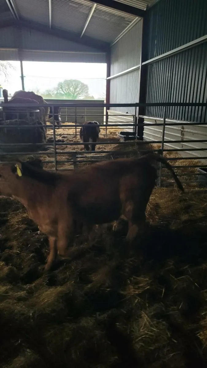 Lim heifer and calf - Image 3
