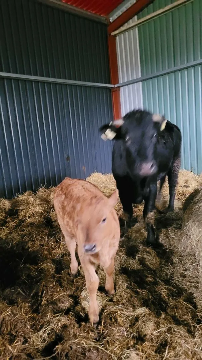 Lim heifer and calf - Image 4