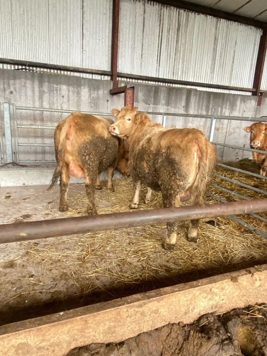 3 heifer calve - Image 1