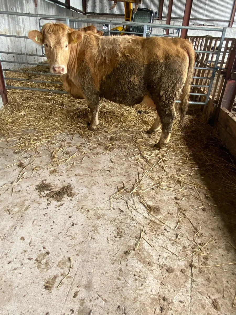 3 heifer calve - Image 2