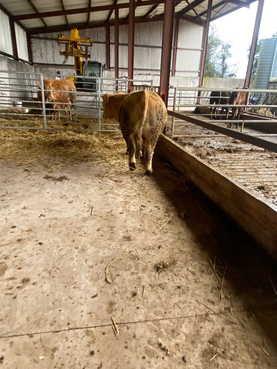 3 heifer calve - Image 3