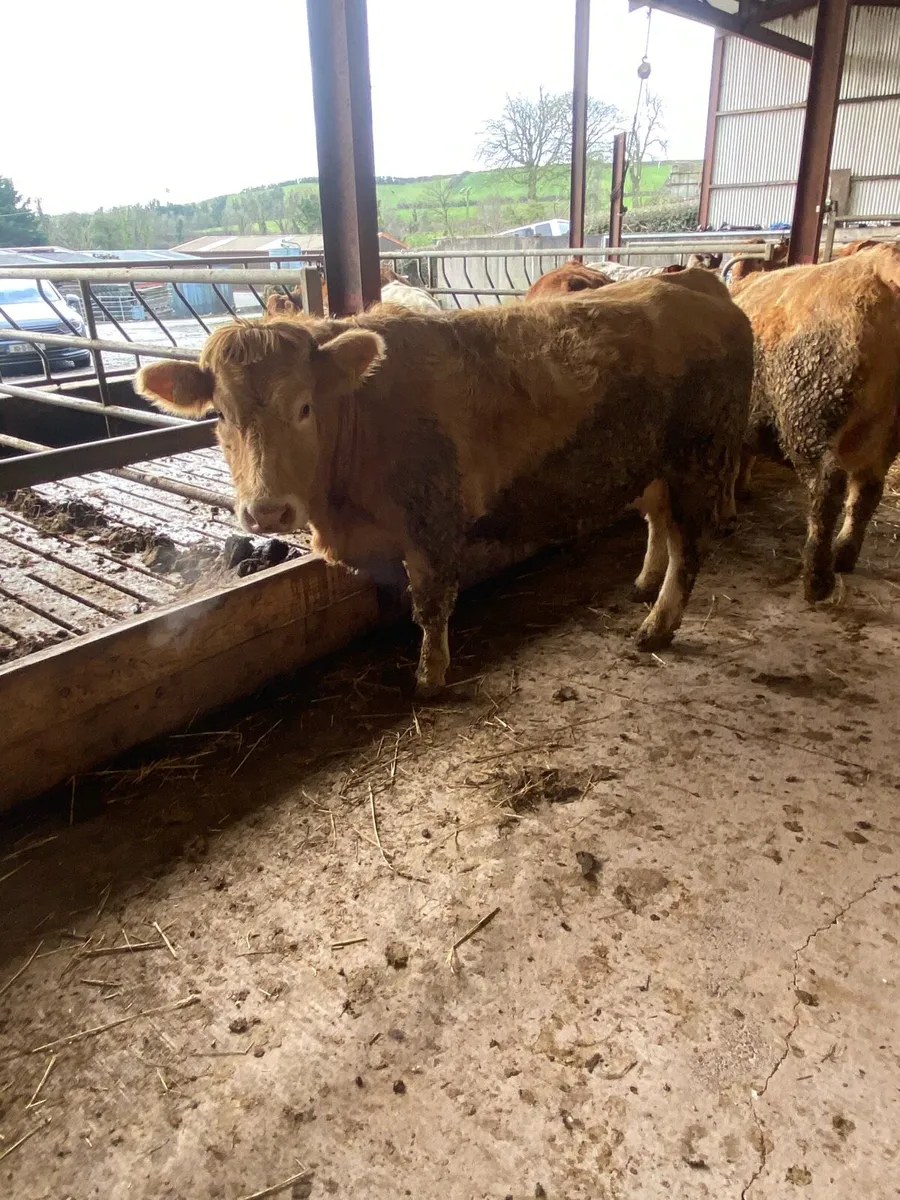 3 heifer calve - Image 4