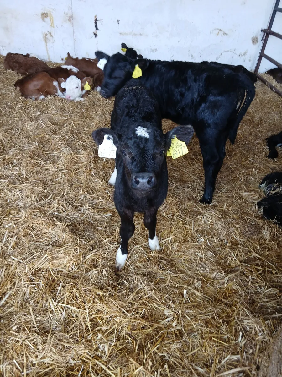 Short term farm work