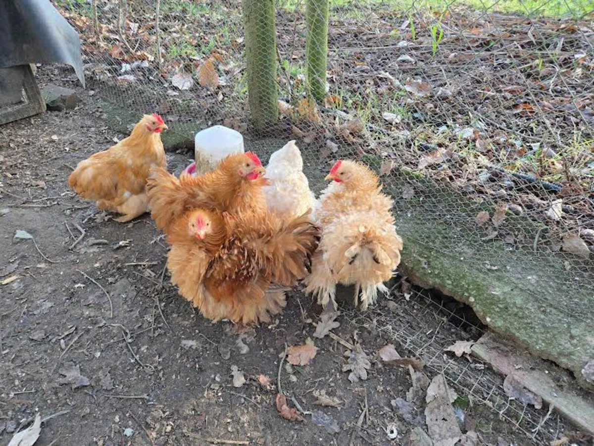 Rare Buff Frizzle Pekin  Bantams Pure Bred - Image 2