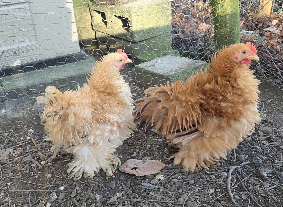 Rare Buff Frizzle Pekin  Bantams Pure Bred - Image 1