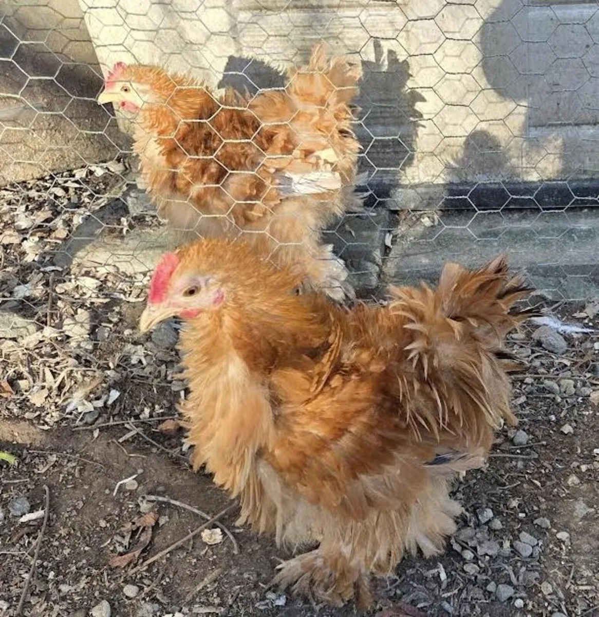 Rare Buff Frizzle Pekin  Bantams Pure Bred - Image 3