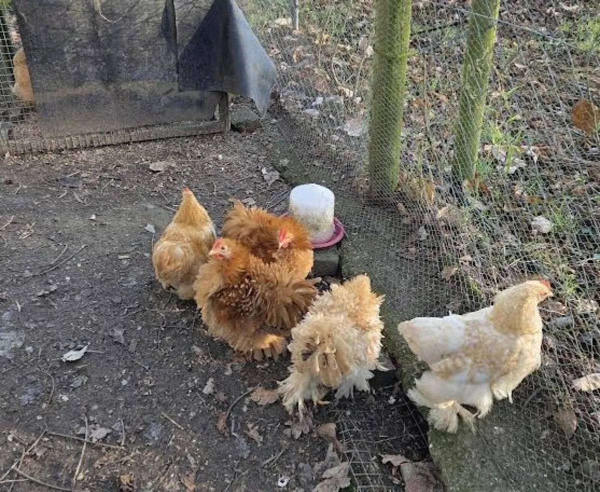 Rare Buff Frizzle Pekin  Bantams Pure Bred - Image 4