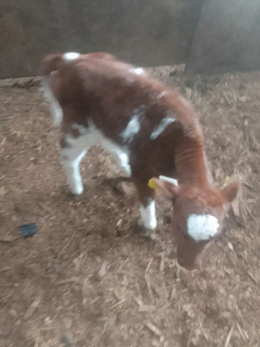 Calf - Image 1