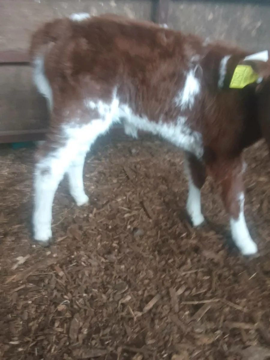 Calf - Image 2