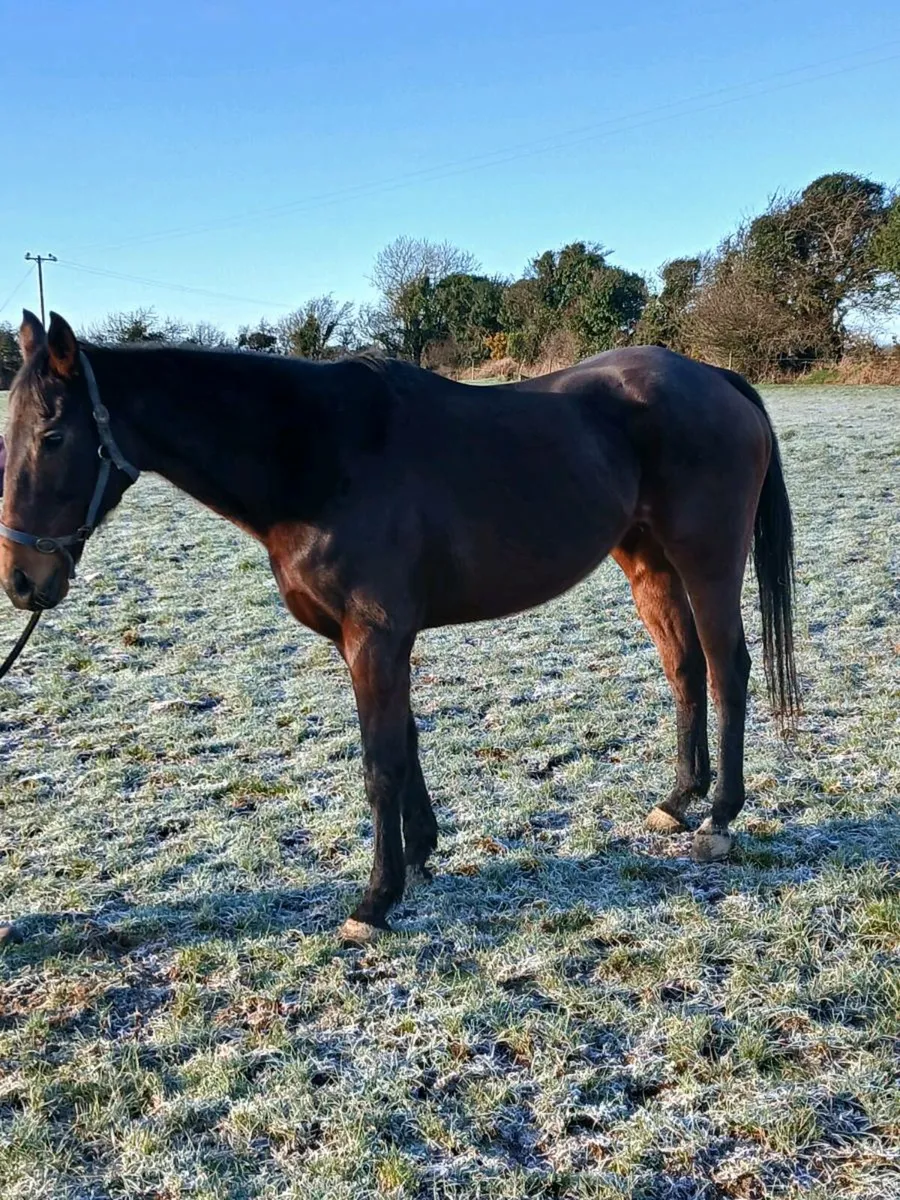 T.b boodmare - Image 1