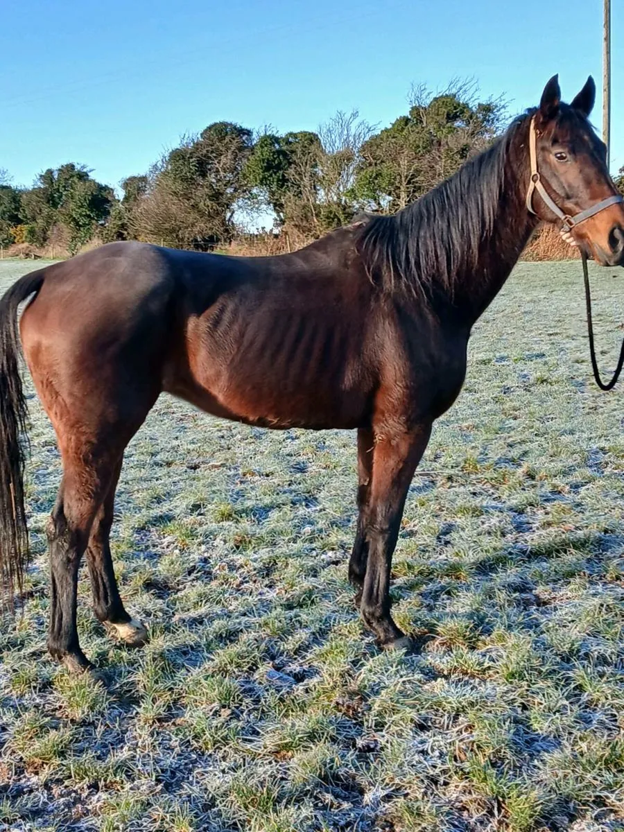 T.b boodmare - Image 2