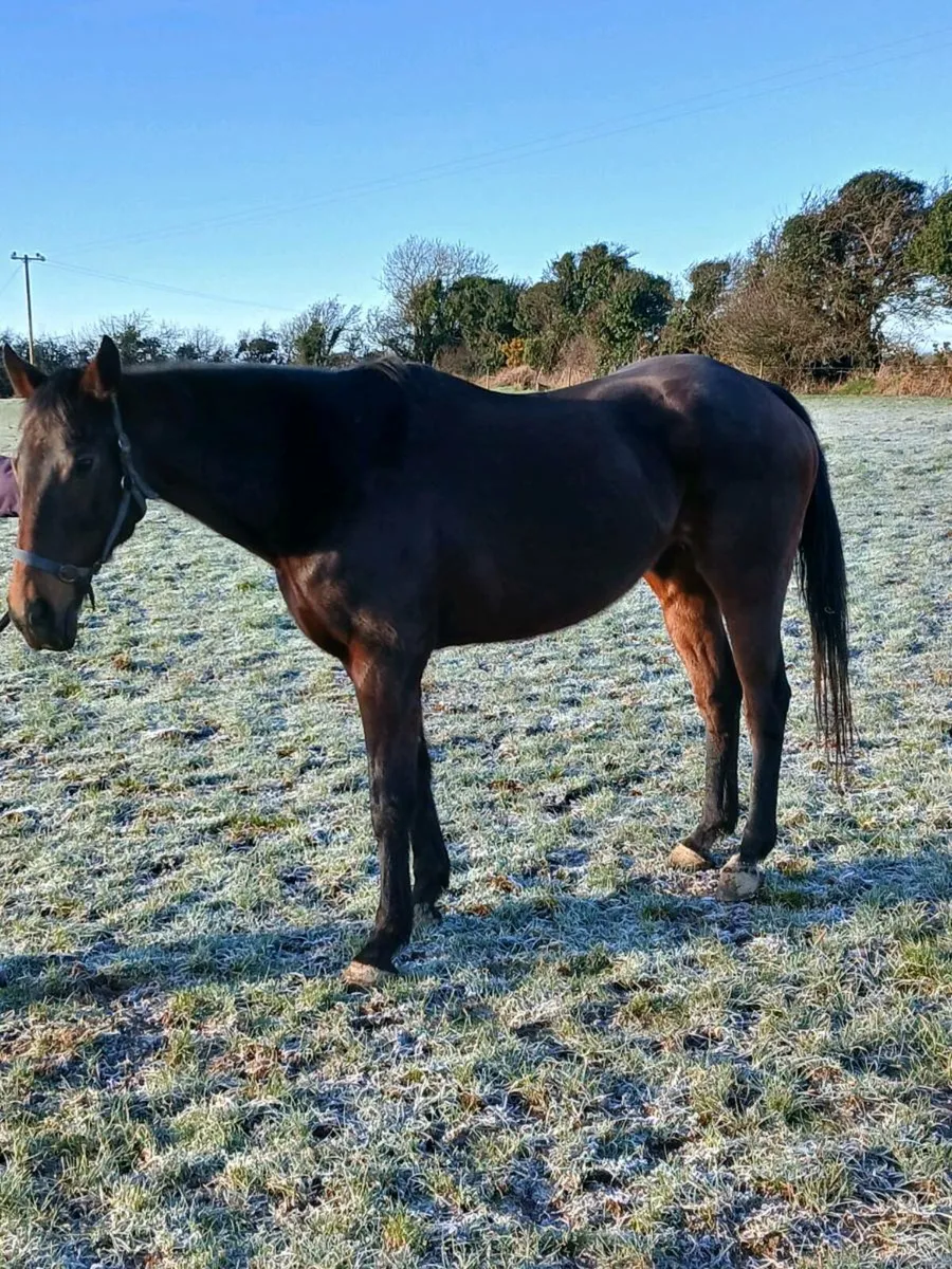 T.b boodmare - Image 3