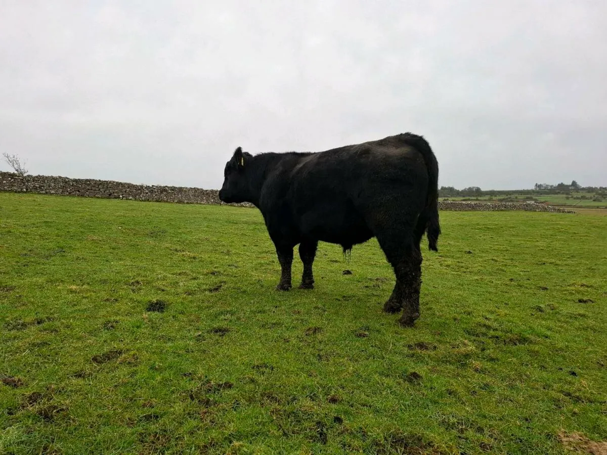 Aberdeen Angus Bull - Image 1