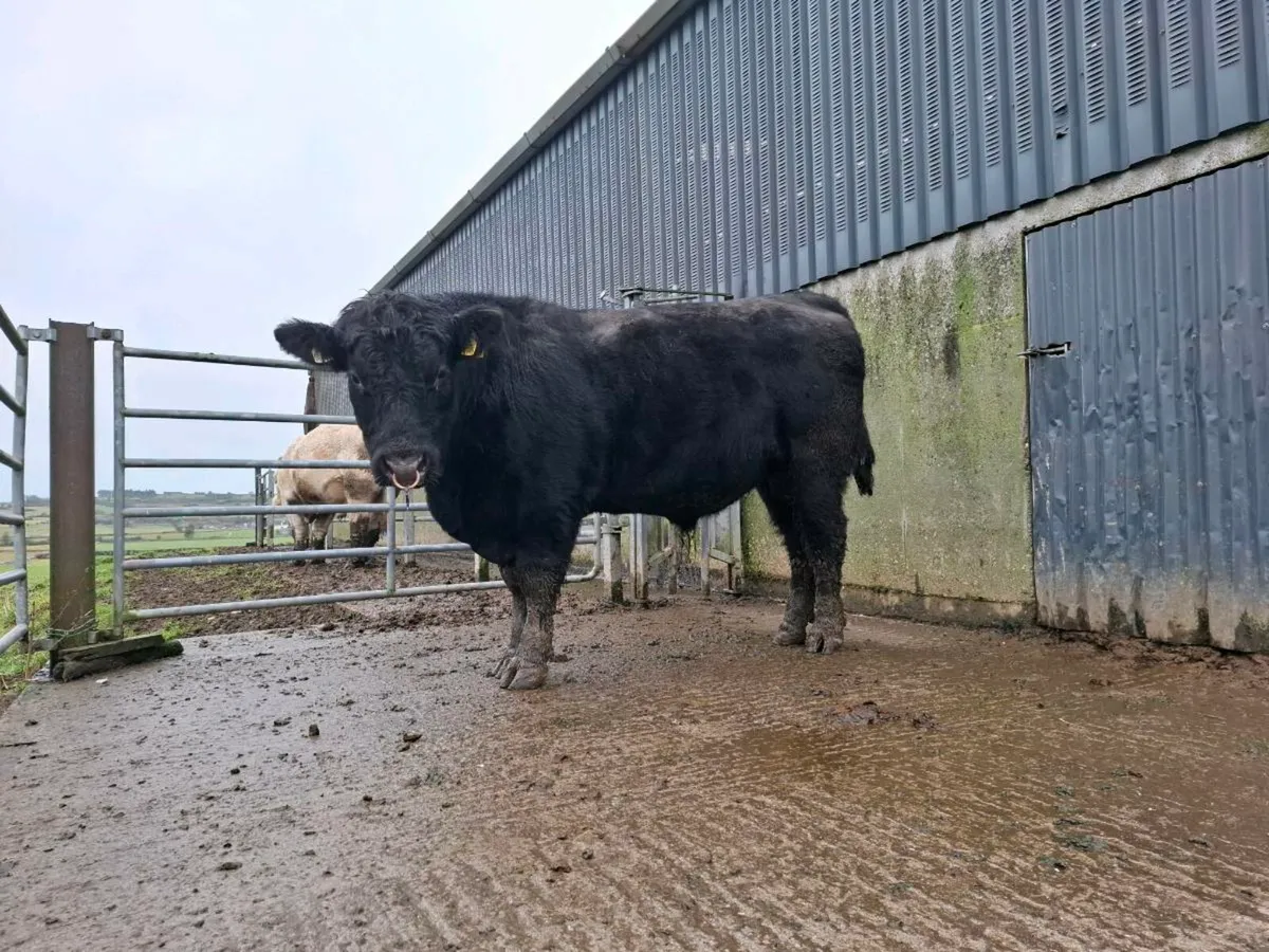 Aberdeen Angus Bull - Image 2