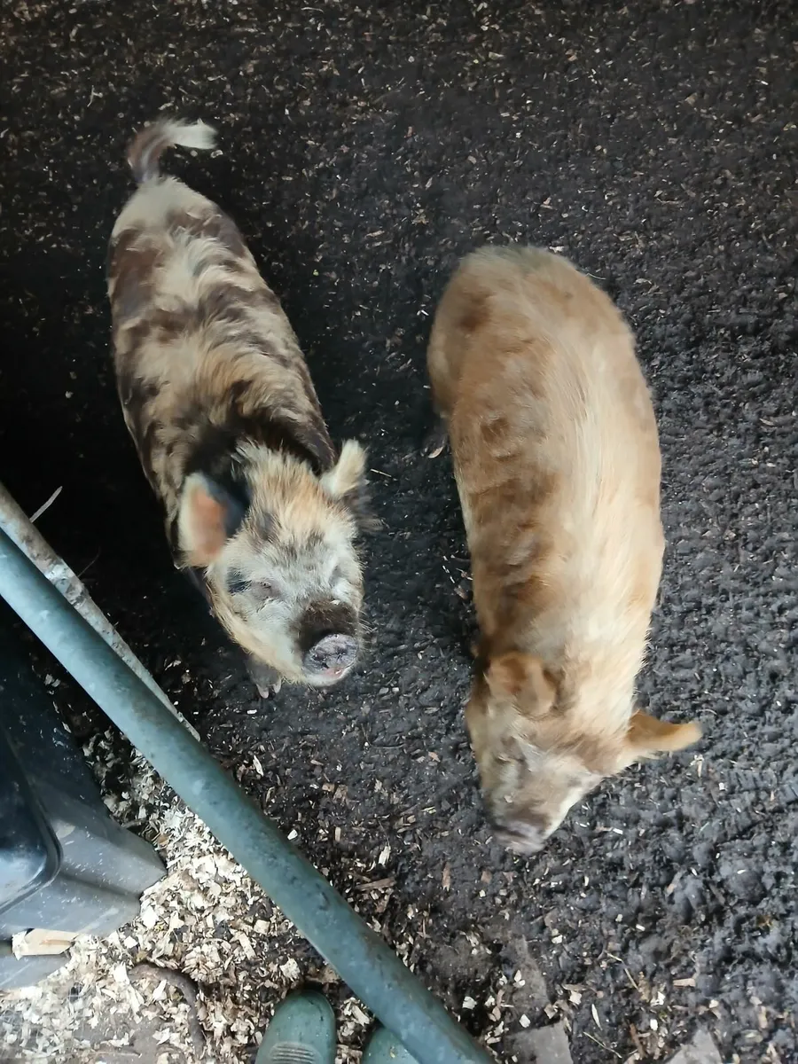 kune kune pigs - Image 1