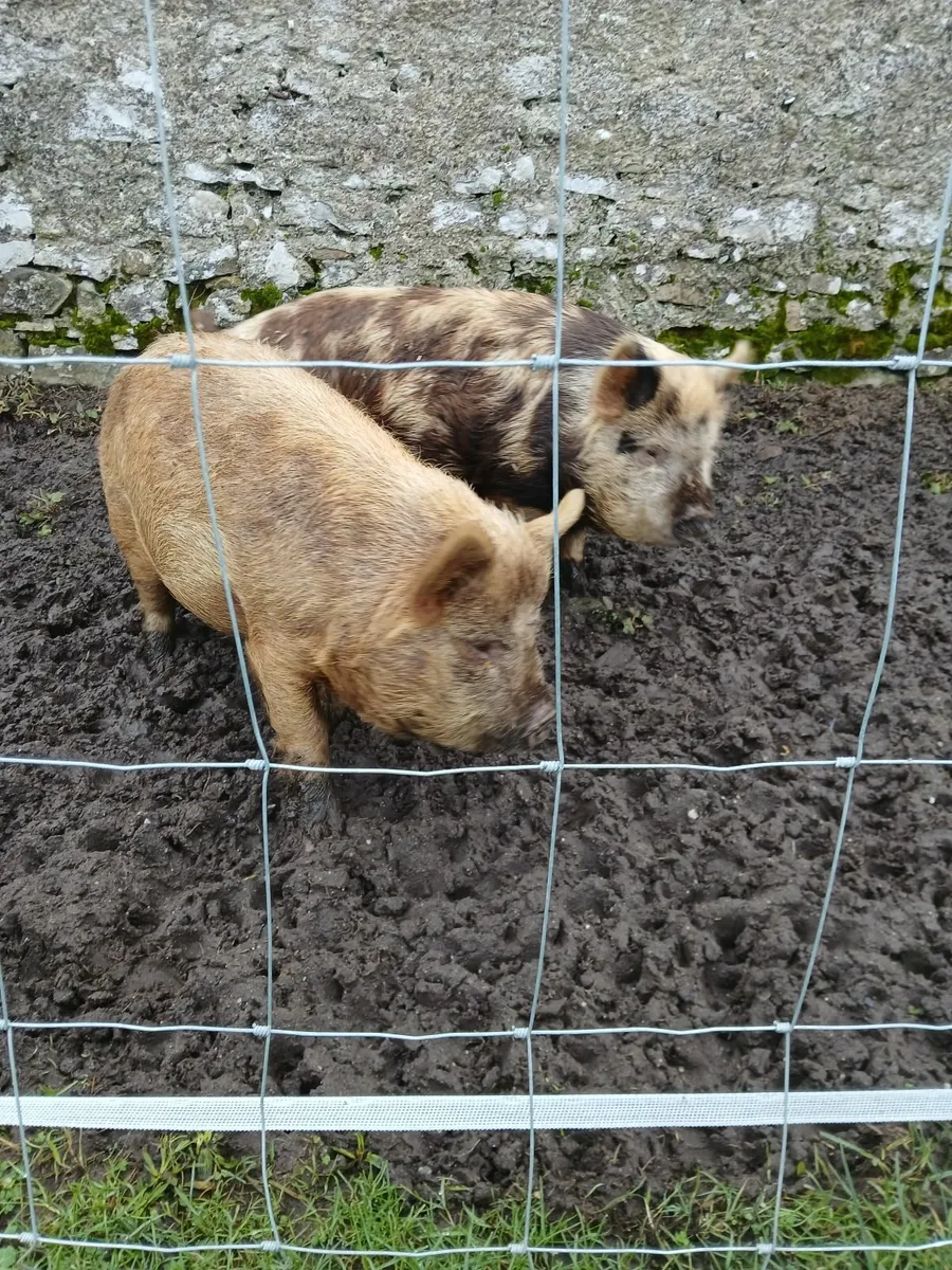 kune kune pigs - Image 2