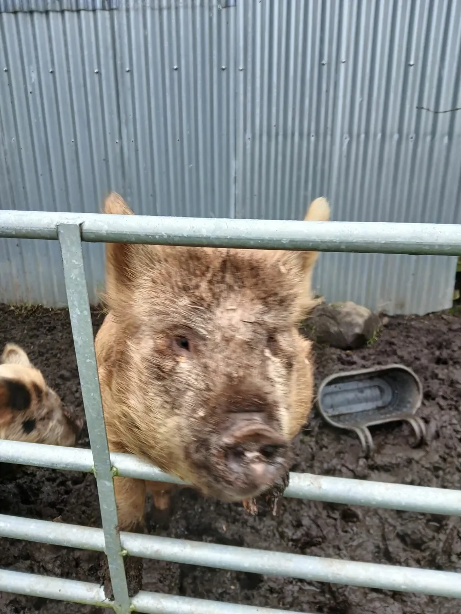 kune kune pigs - Image 3