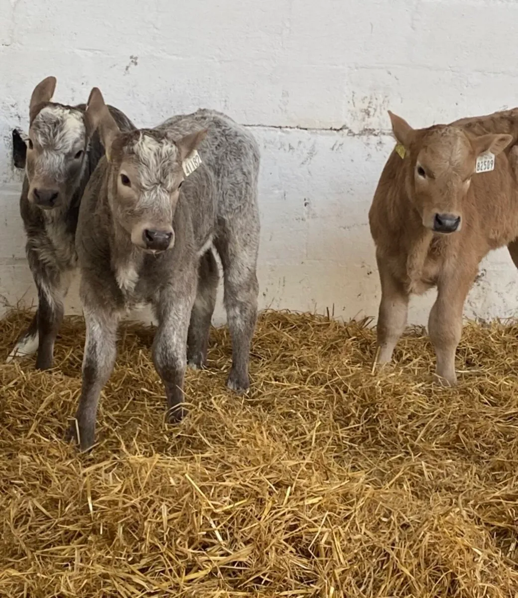 C M C THE HOME OF QUALITY SUCK CALVES - Image 1