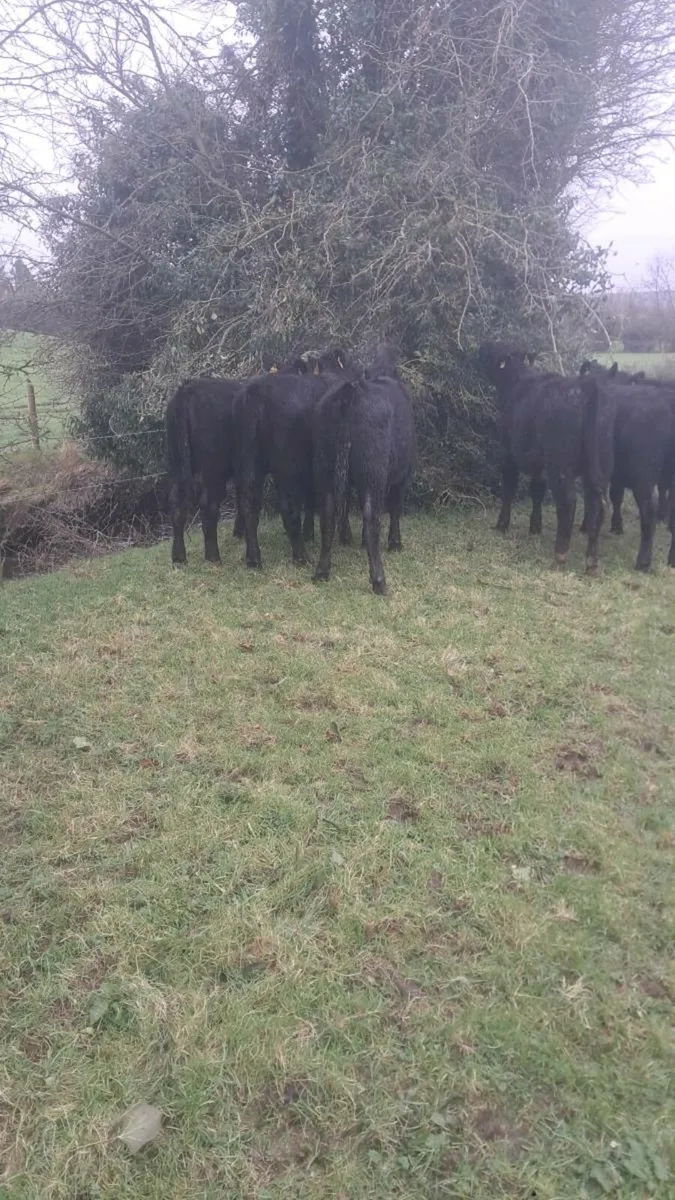 Angus heifers - Image 1