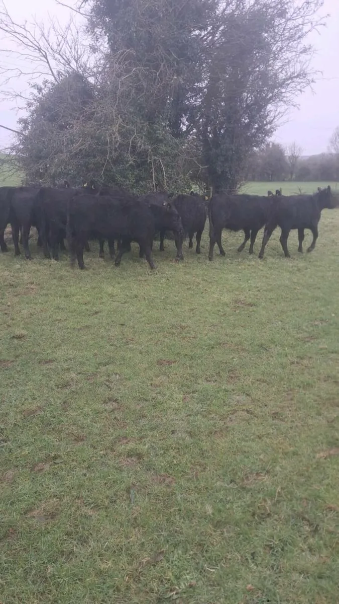 Angus heifers - Image 2